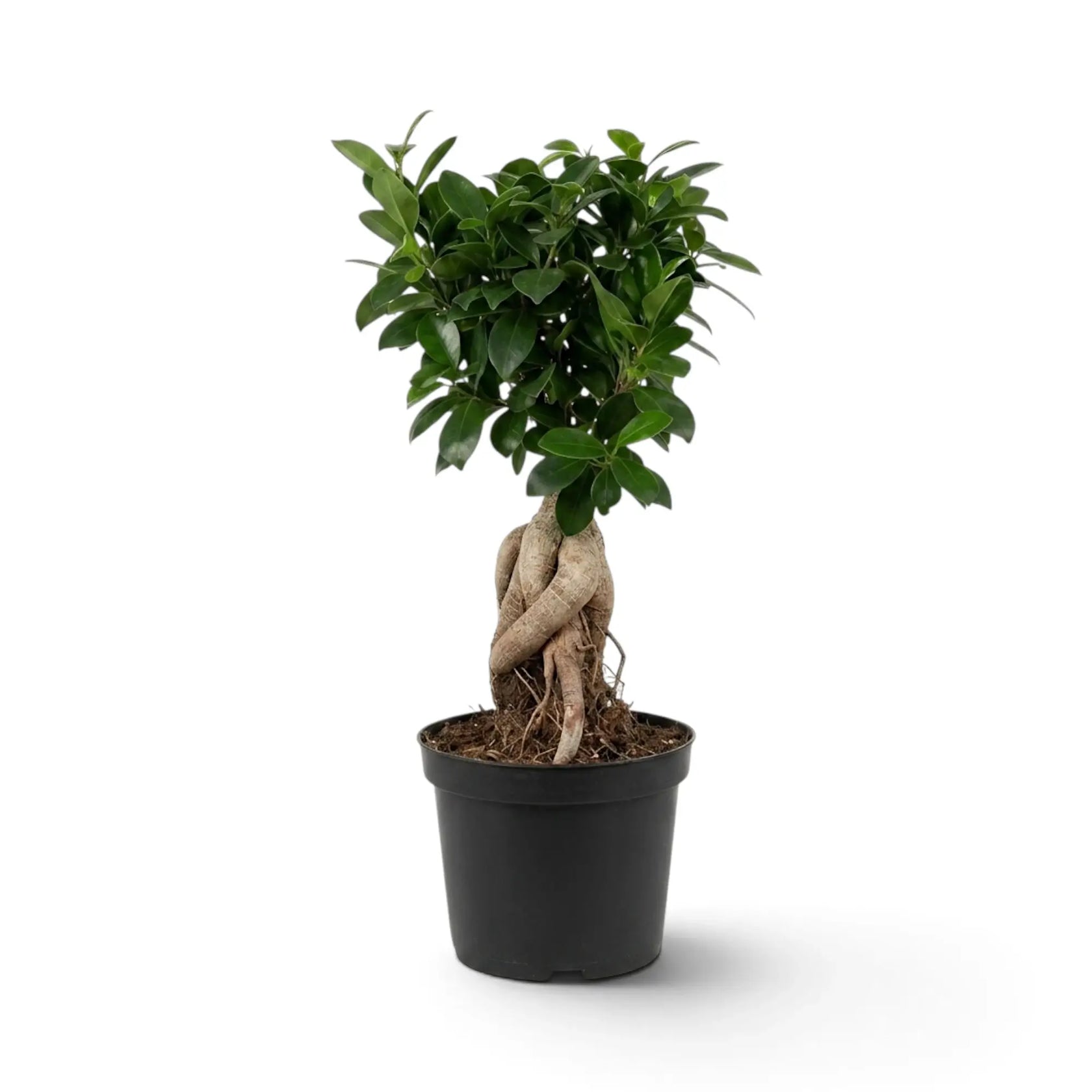 Großer Ficus microcarpa 'Ginseng' im Kulturtopf mit knollig verdickten, freiliegenden Wurzeln und rundlicher grüner Krone