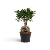 Mittelgroßer Ficus microcarpa 'Ginseng' mit knollig verdickten, freiliegenden Wurzeln und glänzend grünem Laub