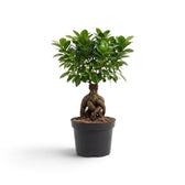 Mittelgroßer Ficus microcarpa 'Ginseng' im Kulturtopf mit knollig verdickten, freiliegenden Wurzeln und rundlicher grüner Krone