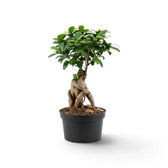 Gesamtansicht eines mittelgroßen Ficus microcarpa 'Ginseng' mit gewundenen, freiliegenden Wurzeln und verzweigter grüner Krone