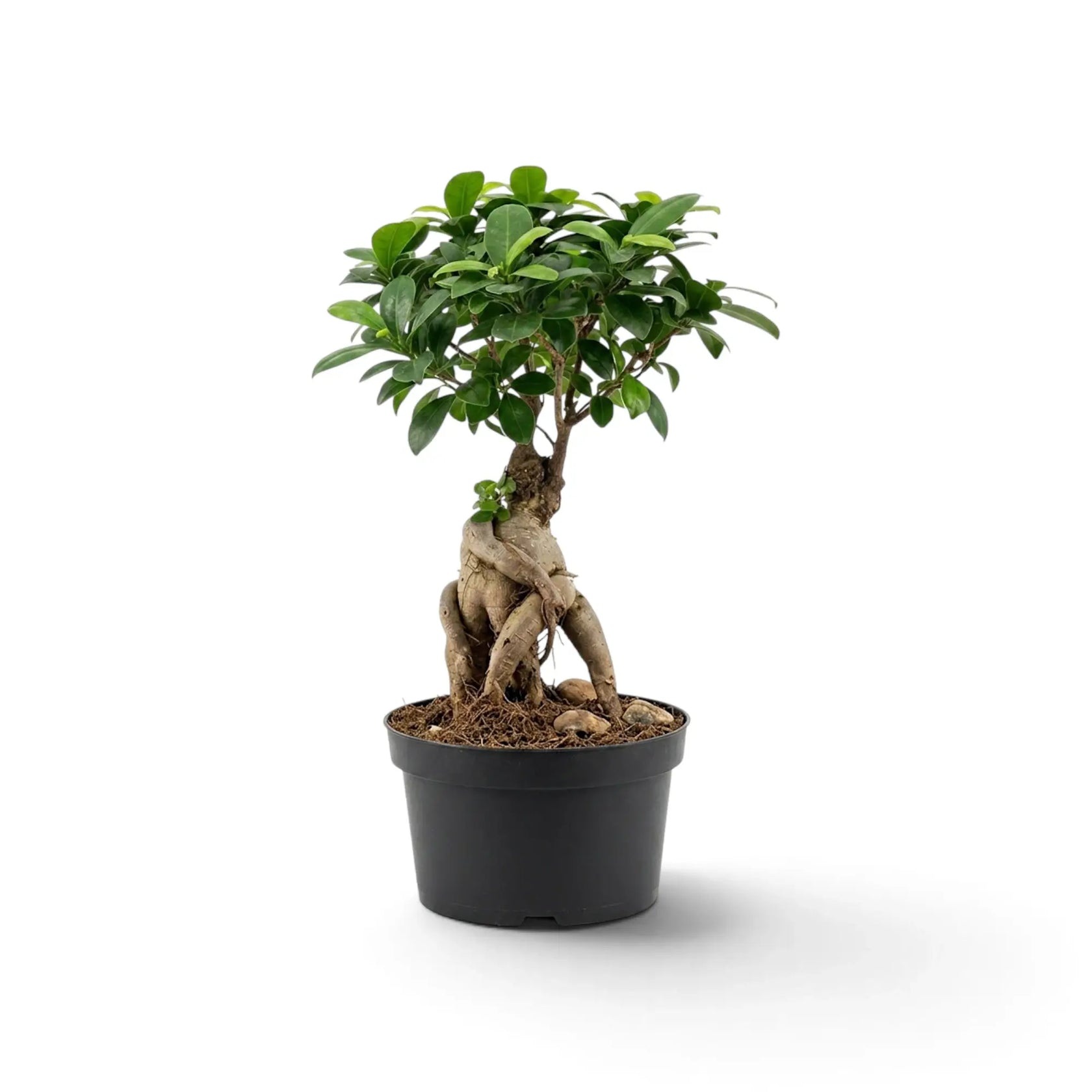 Gesamtansicht eines mittelgroßen Ficus microcarpa 'Ginseng' mit gewundenen, freiliegenden Wurzeln und verzweigter grüner Krone