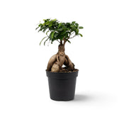 Mittelgroßer Ficus microcarpa 'Ginseng' mit knollig verdickten, freiliegenden Wurzeln und glänzenden ovalen Blättern
