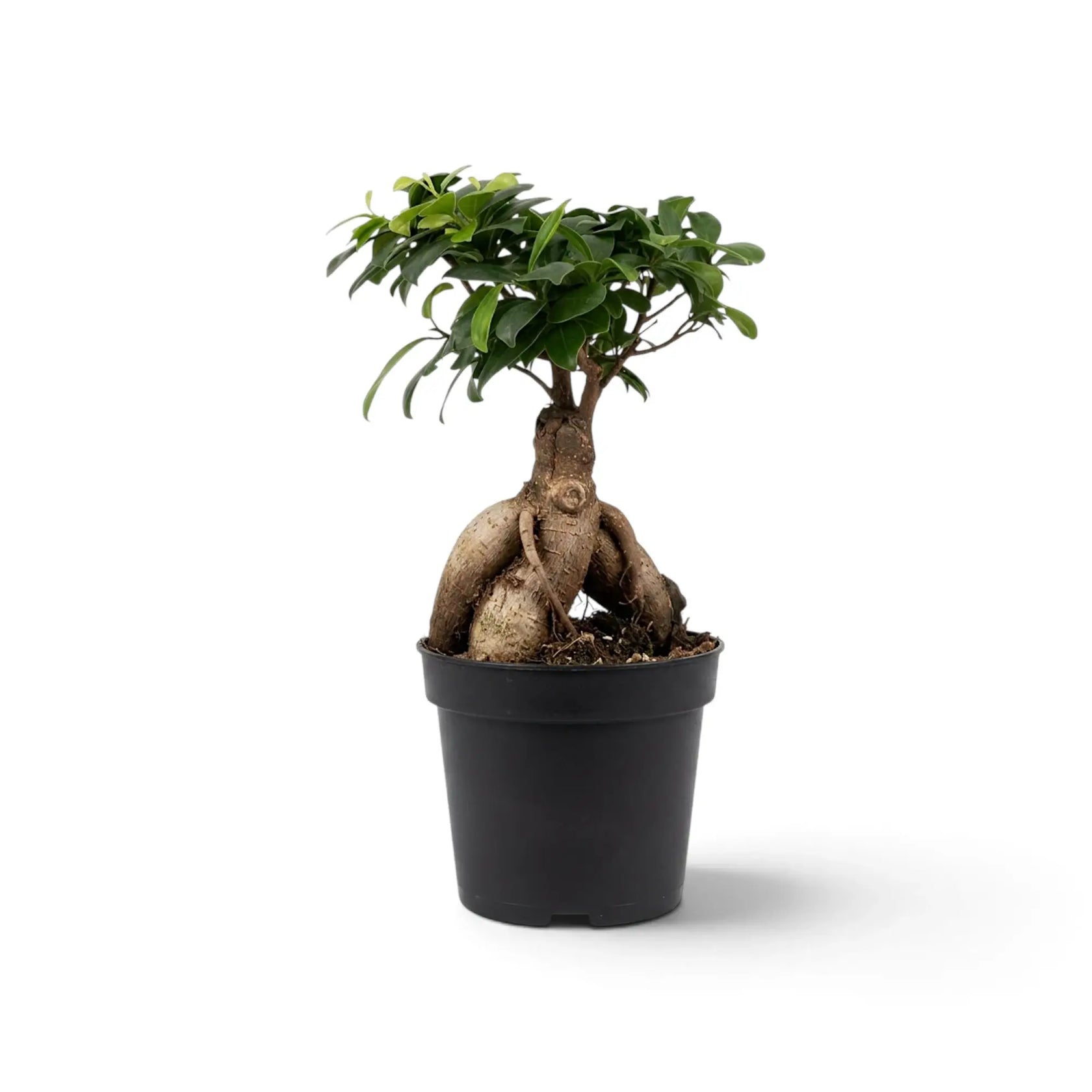 Mittelgroßer Ficus microcarpa 'Ginseng' mit knollig verdickten, freiliegenden Wurzeln und glänzenden ovalen Blättern