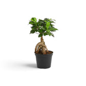 Kleiner Ficus microcarpa 'Ginseng' mit knollig verdickten, freiliegenden Wurzeln und glänzend grünem Laub