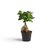 Small Ficus microcarpa 'Ginseng' with bulbous exposed roots and glossy green foliage