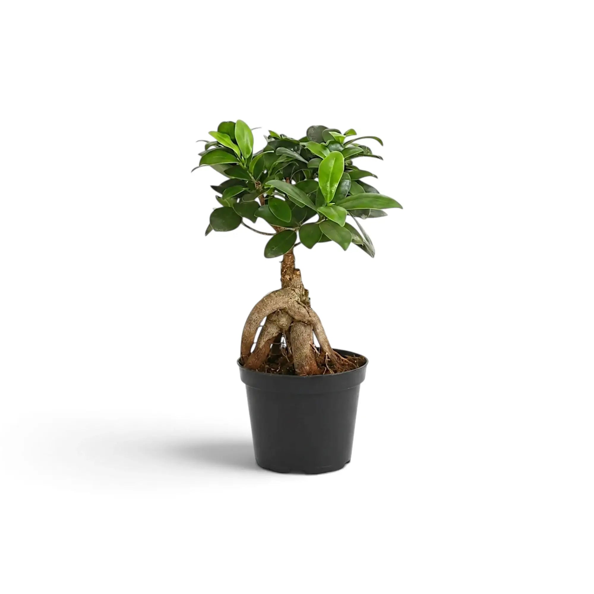 Small Ficus microcarpa 'Ginseng' with bulbous exposed roots and glossy green foliage