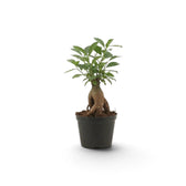 Kleiner Ficus microcarpa 'Ginseng' mit verdicktem Wurzelansatz und dichtem grünem Laub