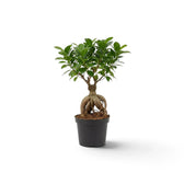 Gesamtansicht eines kleinen Ficus microcarpa 'Ginseng' mit gewundenen, freiliegenden Wurzeln und verzweigter grüner Krone
