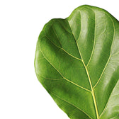 Ficus lyrata close-up of leaf on white background.