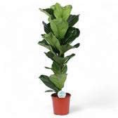 Ficus lyrata potted plant in nursery pot on white background.