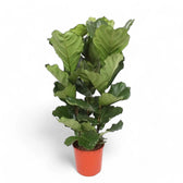 Ficus lyrata potted plant in nursery pot on white background.