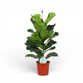 Ficus lyrata potted plant in nursery pot on white background.