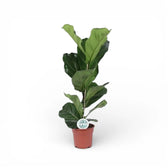 Ficus lyrata potted plant in nursery pot on white background.