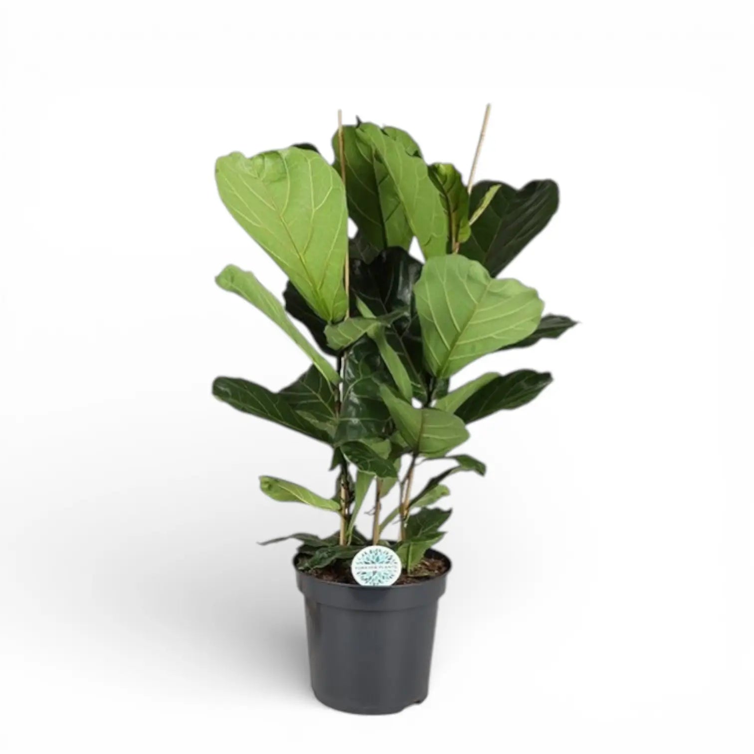 Ficus lyrata potted plant in nursery pot on white background.