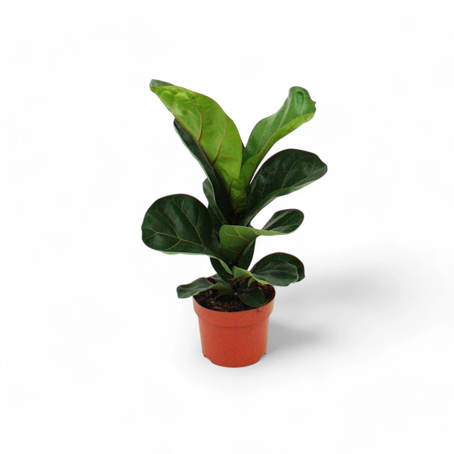 Ficus lyrata potted plant in nursery pot on white background.