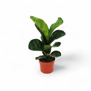 Ficus lyrata potted plant in nursery pot on white background.