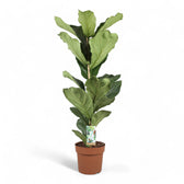 Ficus lyrata potted plant in nursery pot on white background.