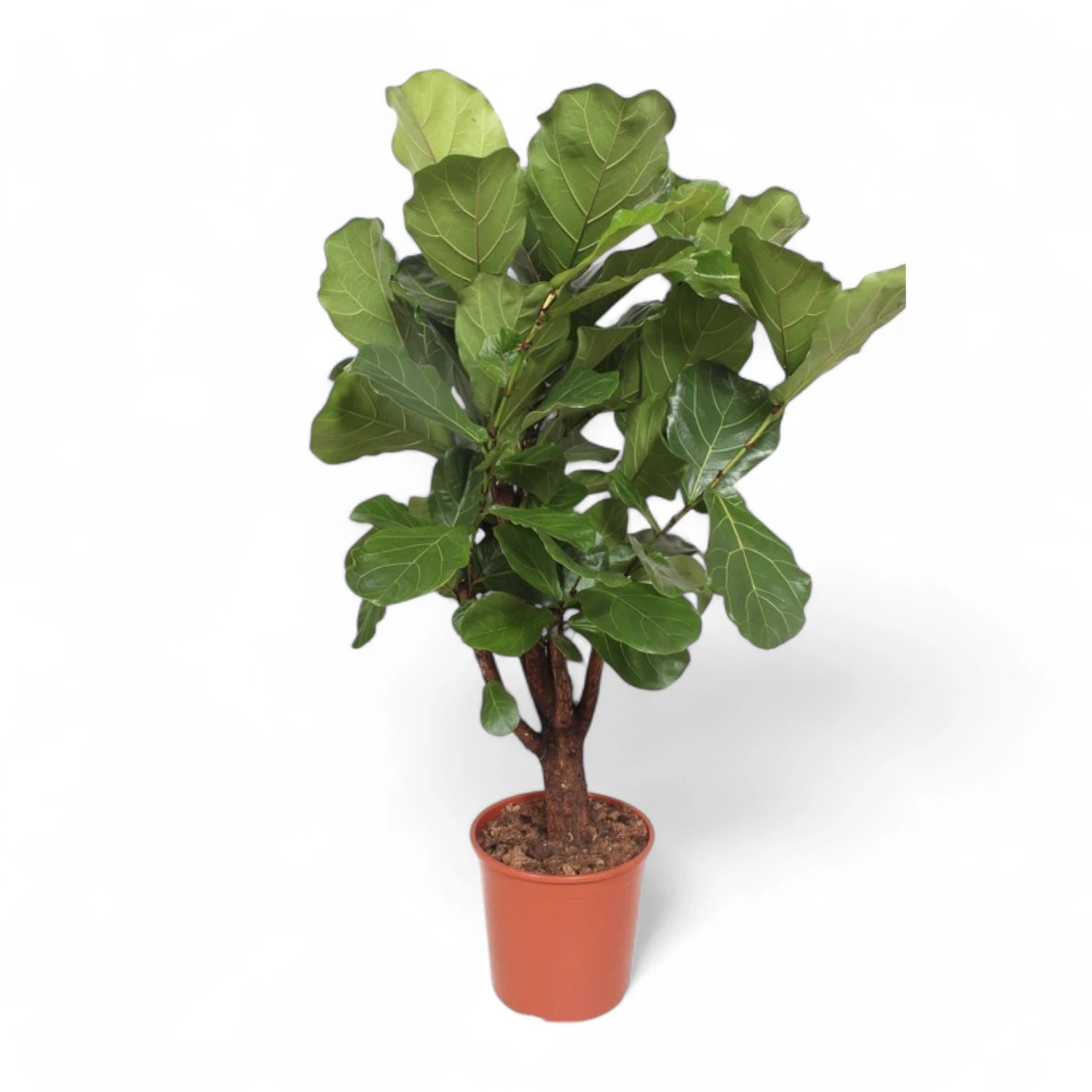 Ficus lyrata potted plant in nursery pot on white background.