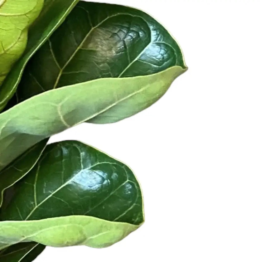 Ficus lyrata 'Bambino' – Blattdetail vor weißem Hintergrund..