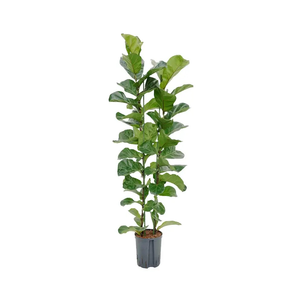 Ficus lyrata 'Bambino' potted plant in nursery pot on white background.