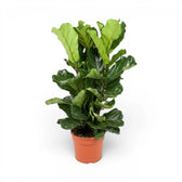 Beaucarnea recurvata plant in a nursery pot on white background