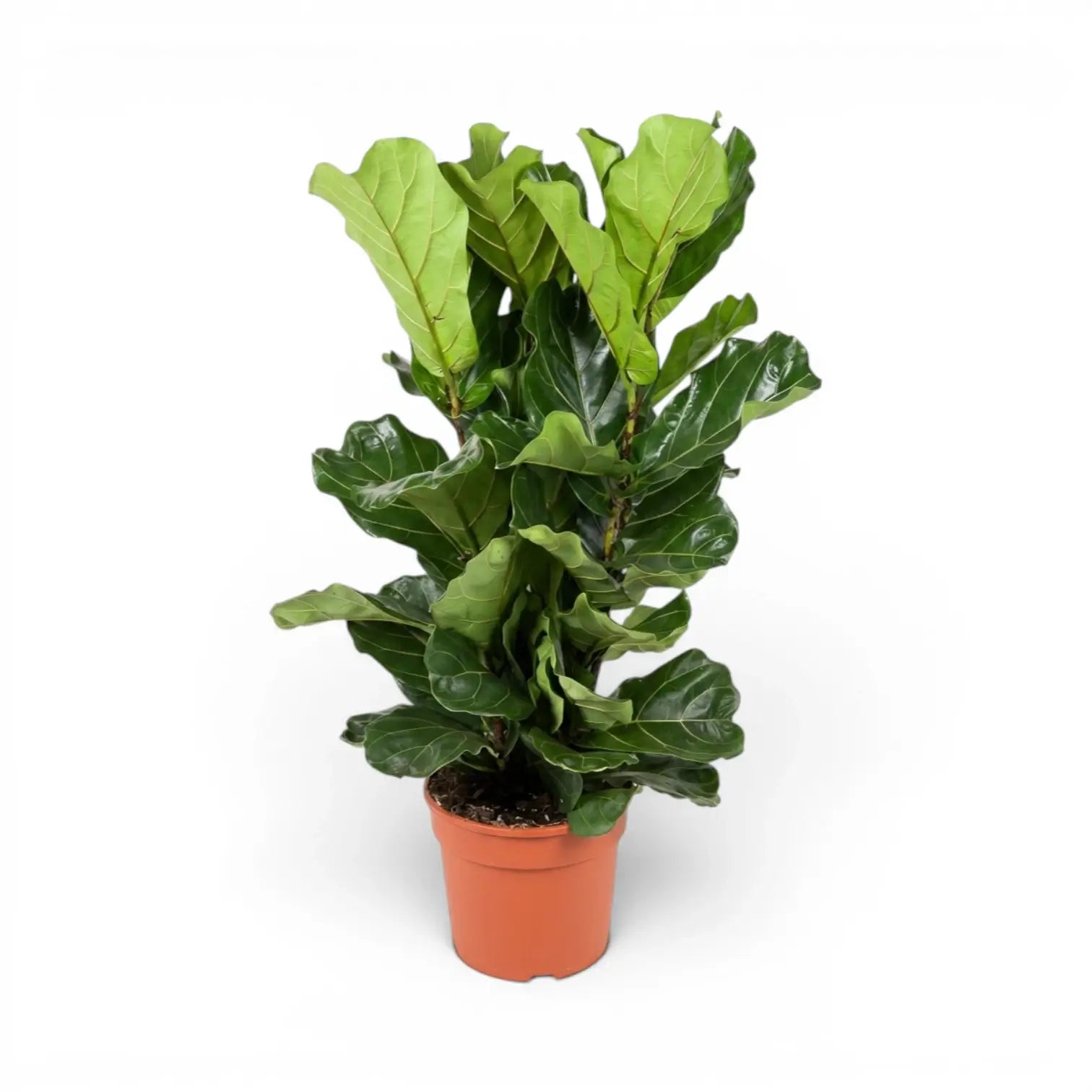 Beaucarnea recurvata plant in a nursery pot on white background