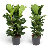 Extra large Ficus lyrata plant in a nursery pot on white background