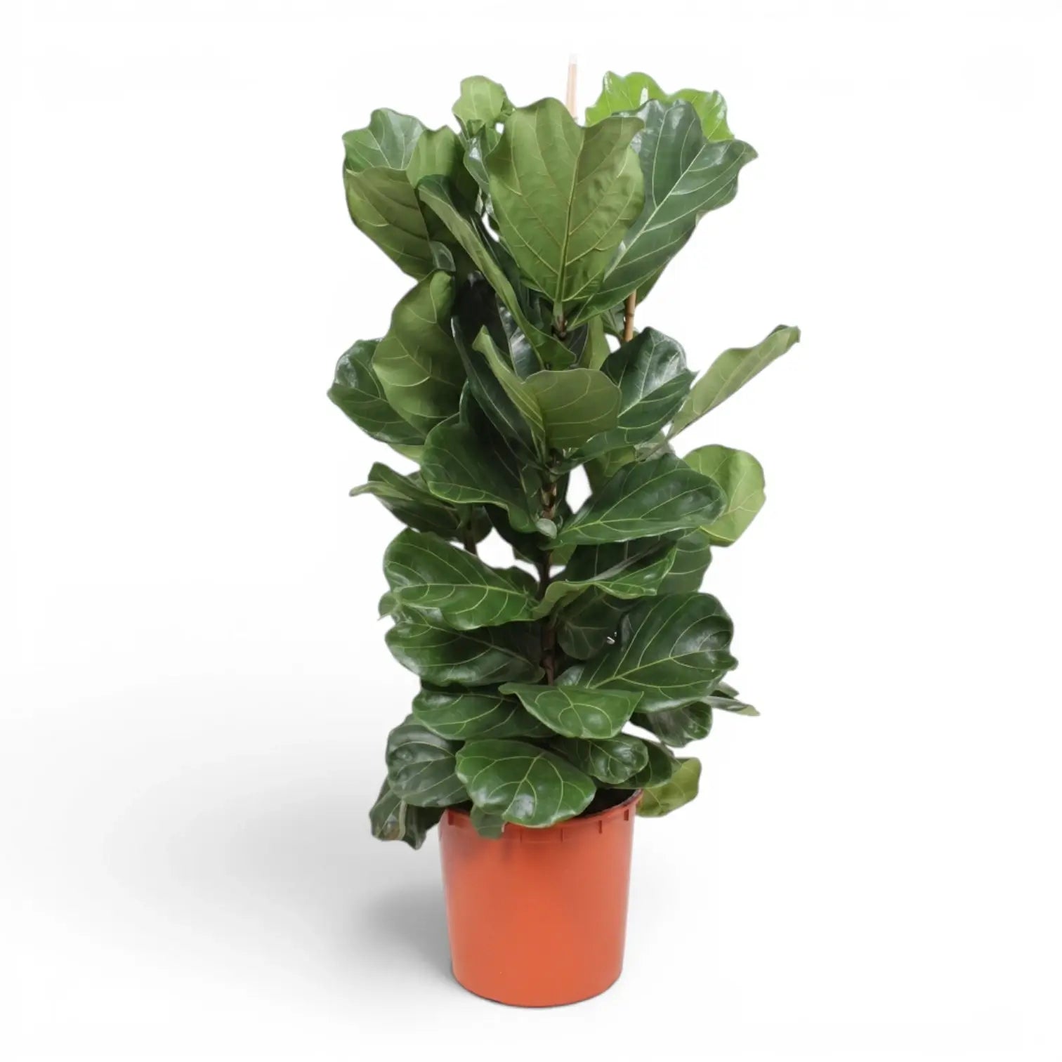 Extra large Ficus lyrata plant in a nursery pot on white background