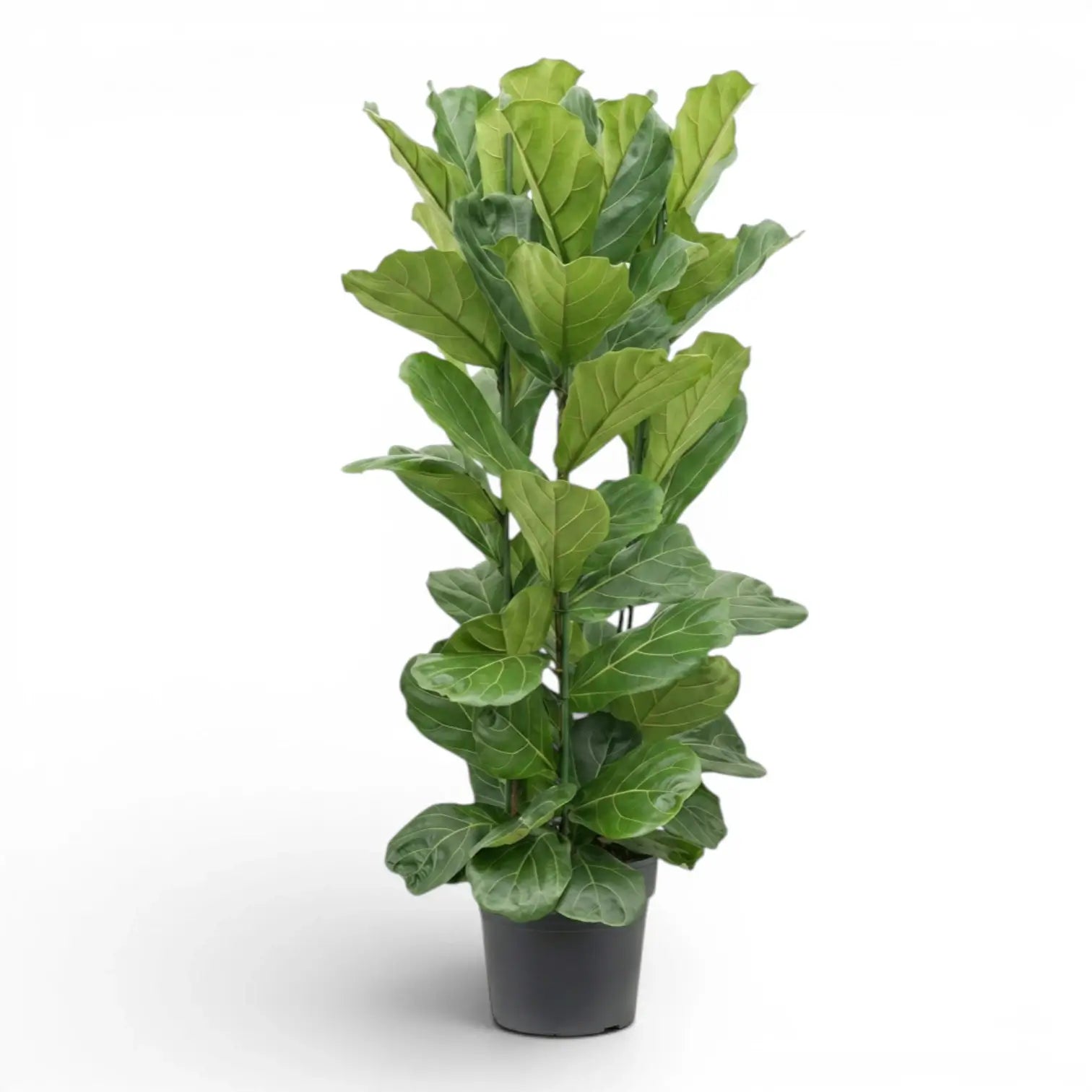 Extra large Ficus lyrata plant in a nursery pot on white background