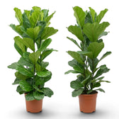 Extra large Ficus lyrata plant in a nursery pot on white background