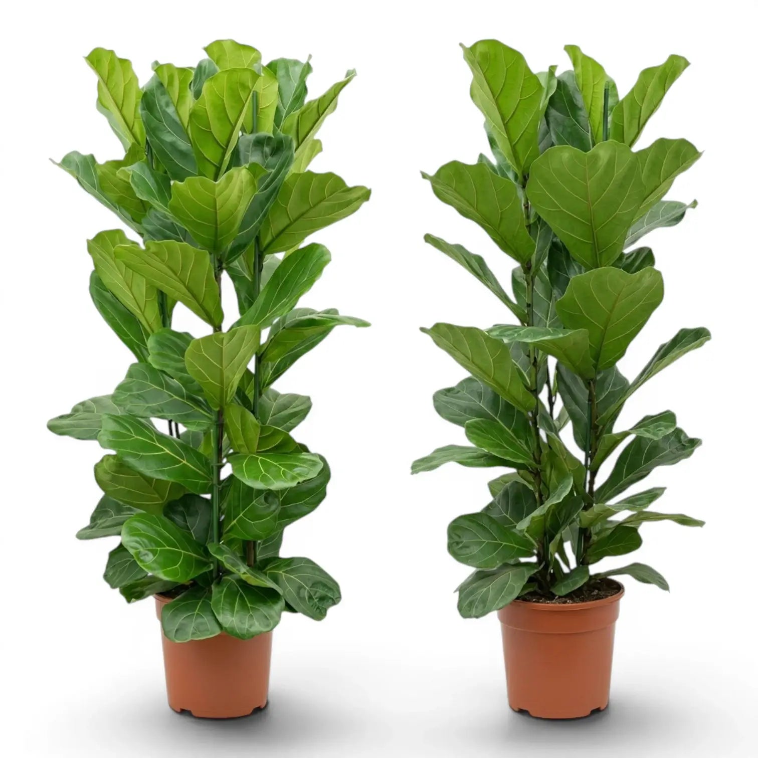 Extra large Ficus lyrata plant in a nursery pot on white background