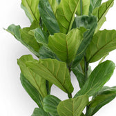 Close-up of Ficus lyrata leaf on white background.