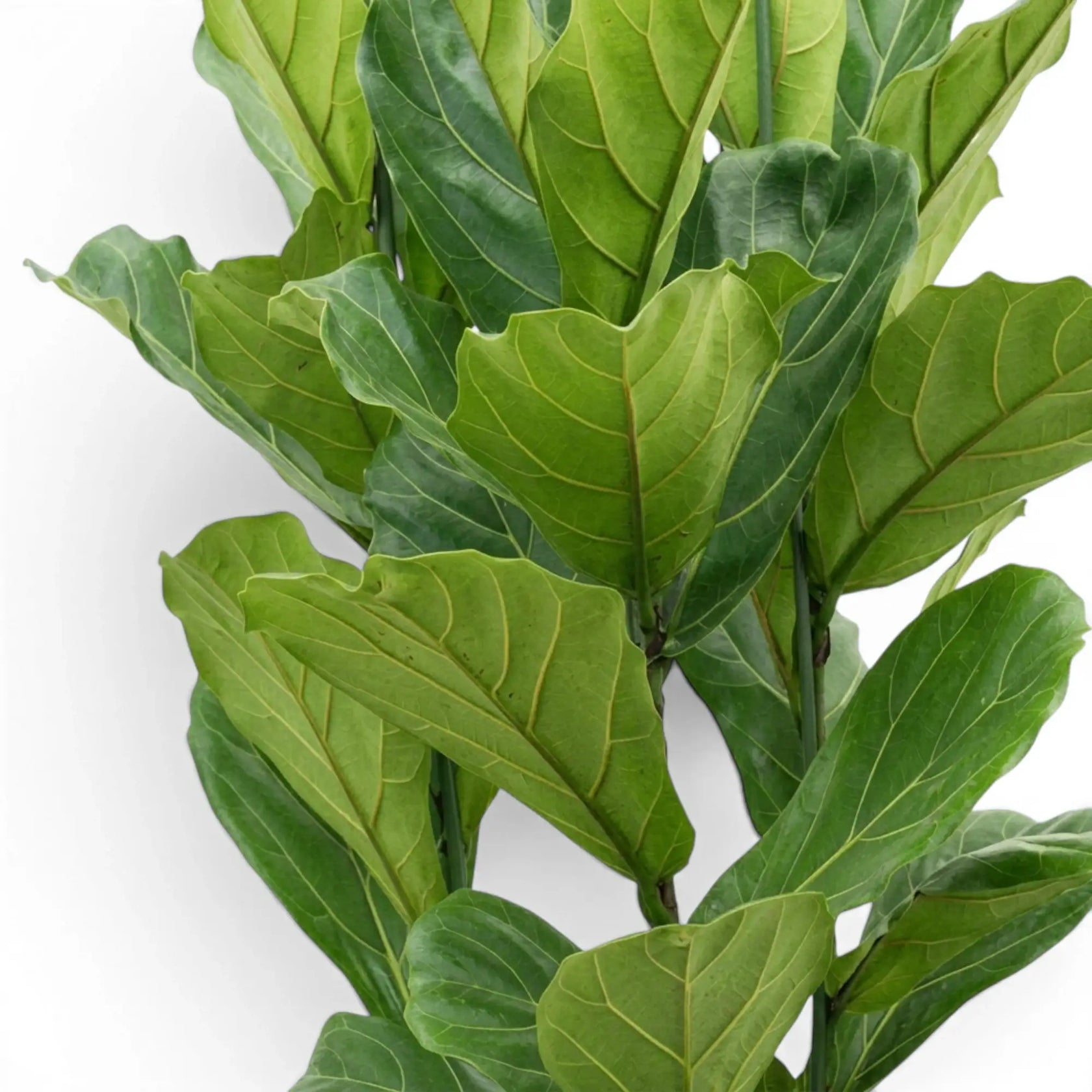 Close-up of Ficus lyrata leaf on white background.