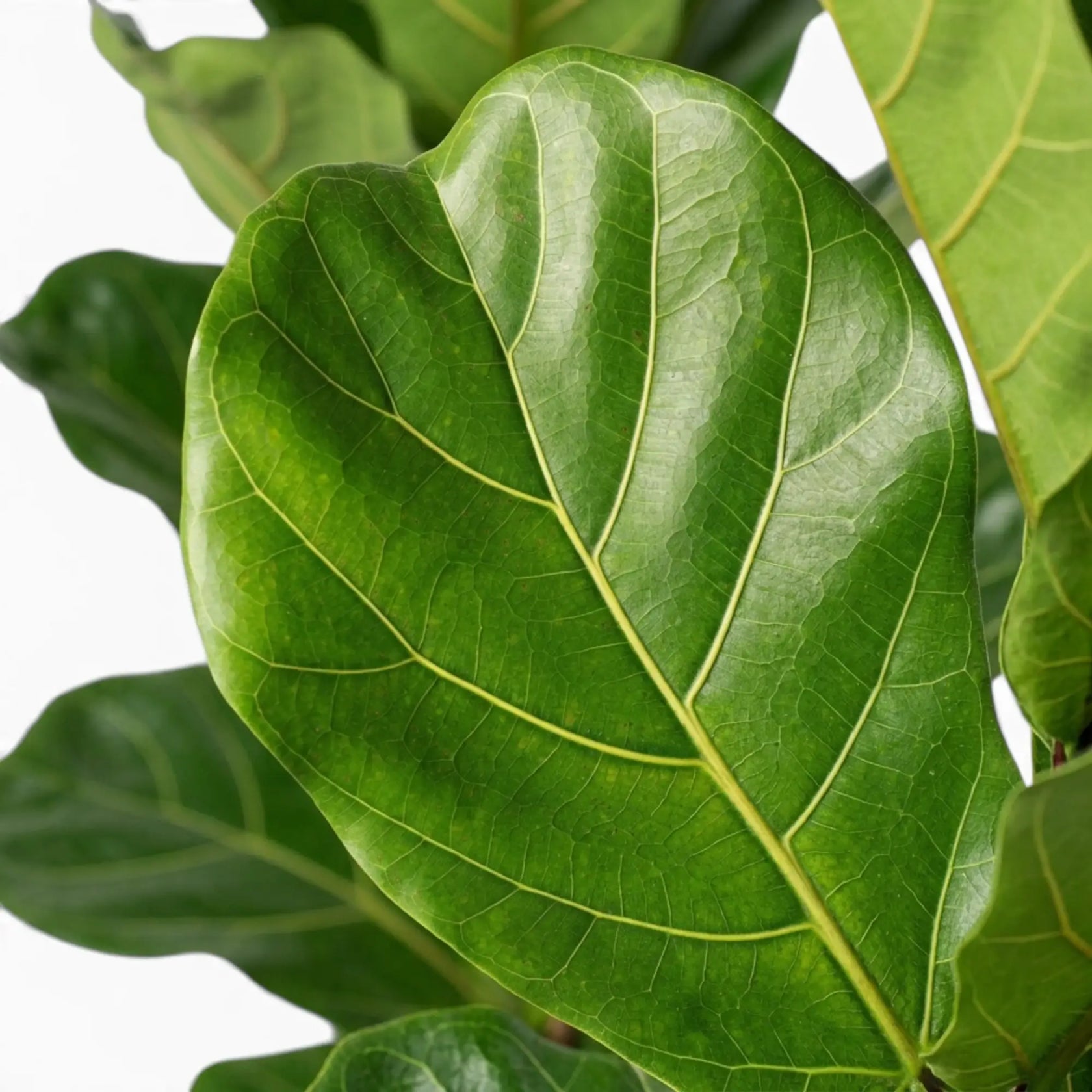 Close-up of Ficus lyrata foliage on white background.