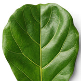 Close-up of Ficus lyrata foliage on white background.