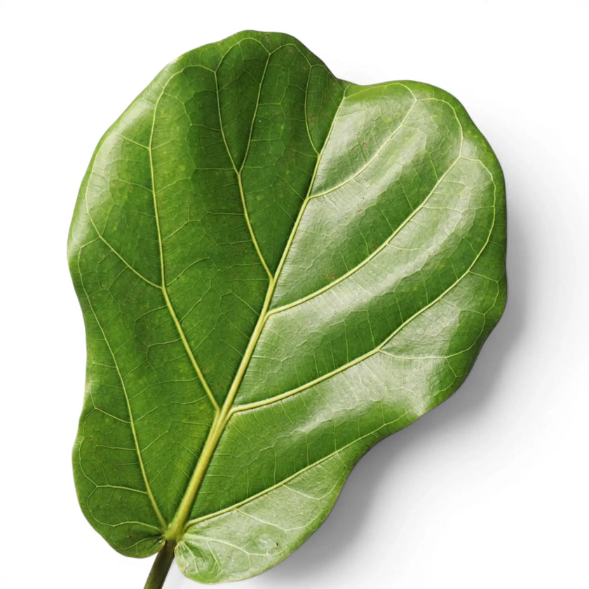 Close-up of Ficus lyrata foliage on white background.