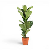 Large Ficus lyrata plant in a nursery pot on white background