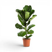 Large Ficus lyrata plant in a nursery pot on white background