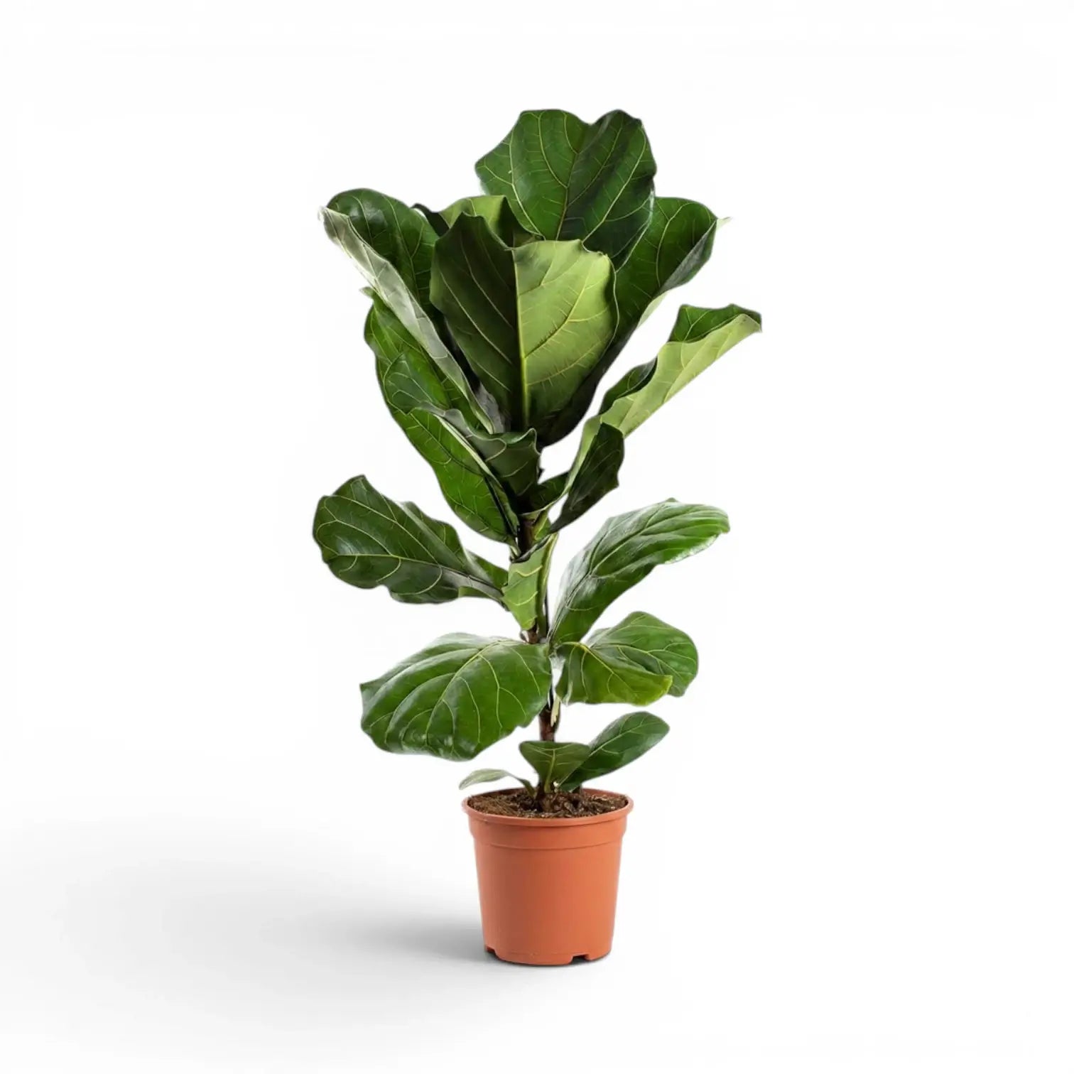 Large Ficus lyrata plant in a nursery pot on white background