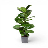 Large Ficus lyrata plant in a nursery pot on white background