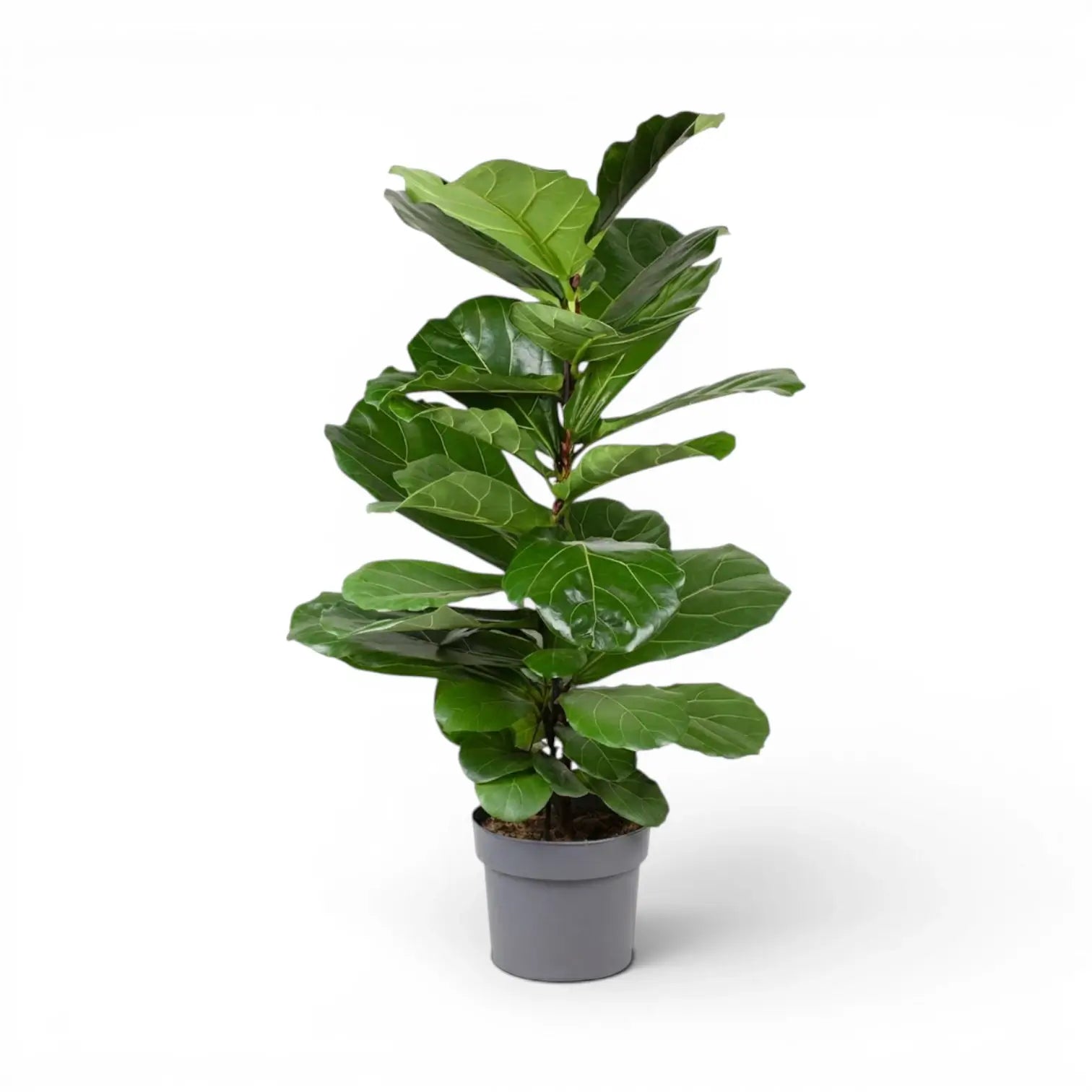 Large Ficus lyrata plant in a nursery pot on white background