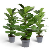 Large Ficus lyrata plant in a nursery pot on white background