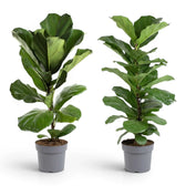 Large Ficus lyrata plant in a nursery pot on white background