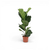 Ficus lyrata plant in a nursery pot on white background