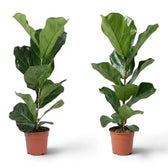 Ficus lyrata plant in a nursery pot on white background