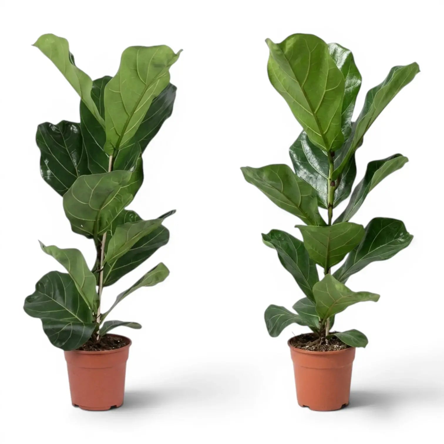 Ficus lyrata plant in a nursery pot on white background
