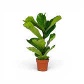 Ficus lyrata plant in a nursery pot on white background