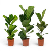 Ficus lyrata plant in a nursery pot on white background