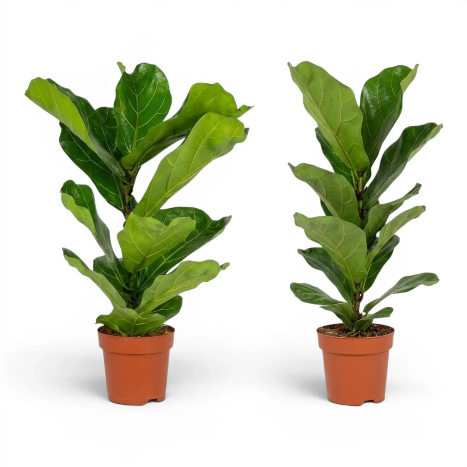 Ficus lyrata plant in a nursery pot on white background