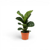 Small Ficus lyrata plant in a nursery pot on white background